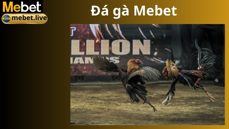Giới thiệu sảnh đá gà Mebet