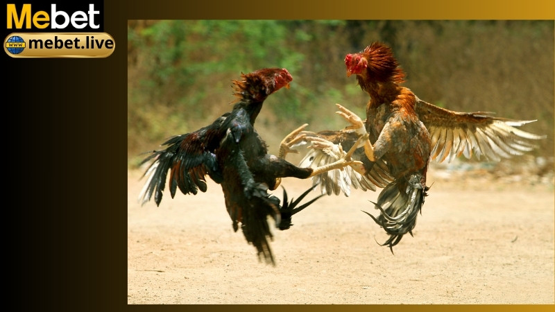 Mẹo chơi đá gà Mebet